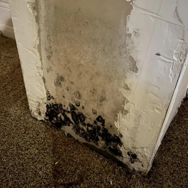 Professional Mold Removal in Radnor, PA